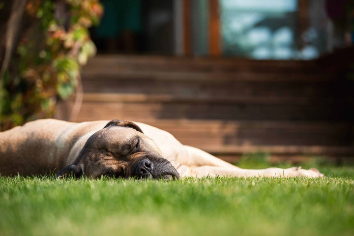 Dog sleeping in garden
