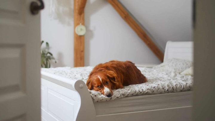 leaving dog alone