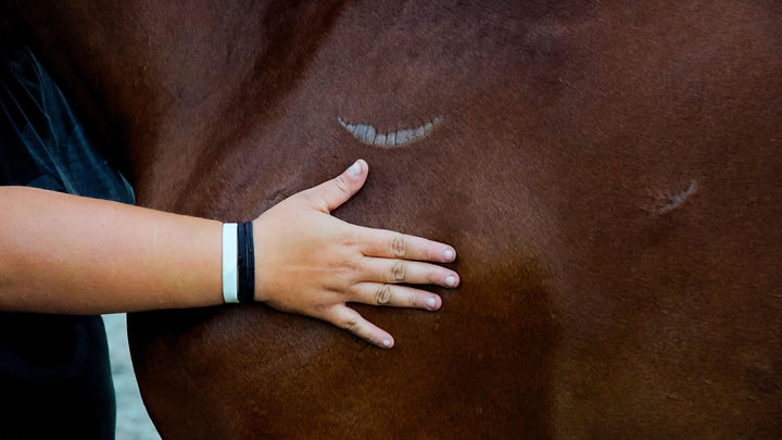 managing pain in horses
