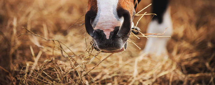 Close-up of bay horse muzzle with white spot