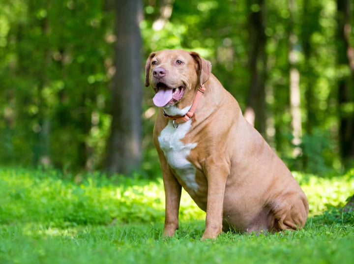 Obese labrador