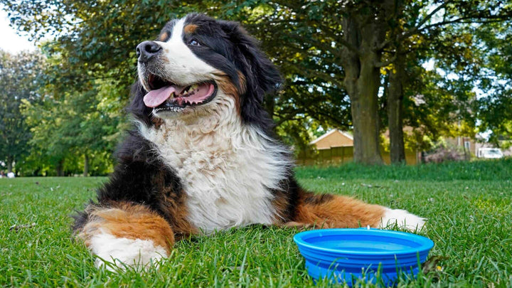 panting dog