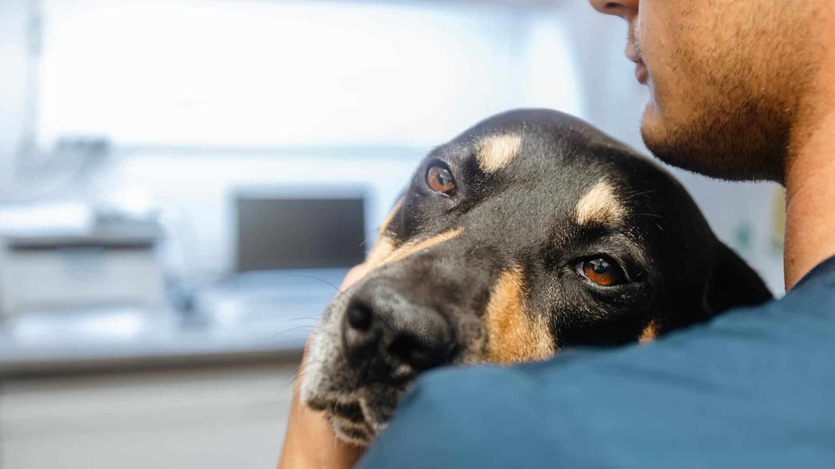 parvo
