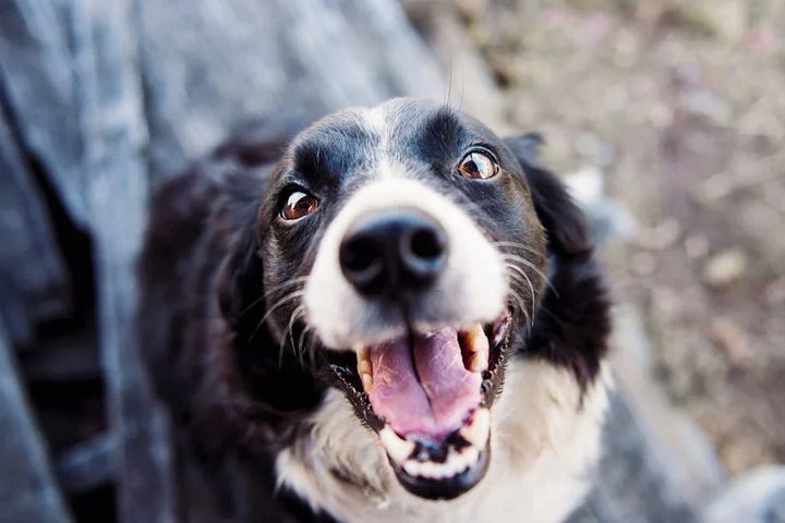 Dog closeup