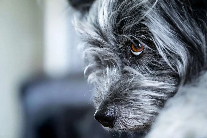Understanding Dog Anxiety and Its Solutions