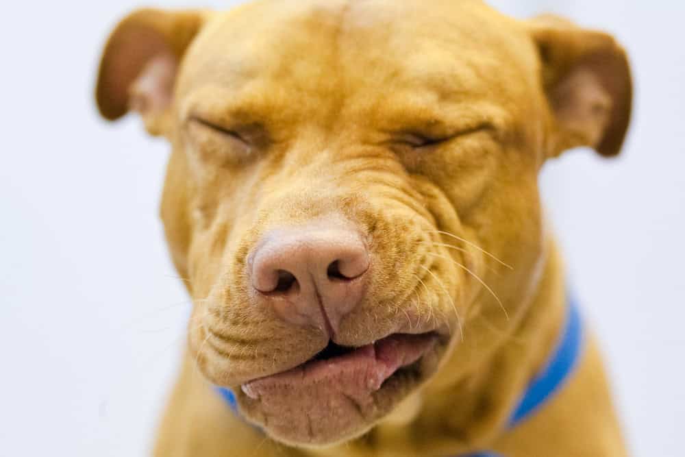 What Is Reverse Sneezing in Dogs?