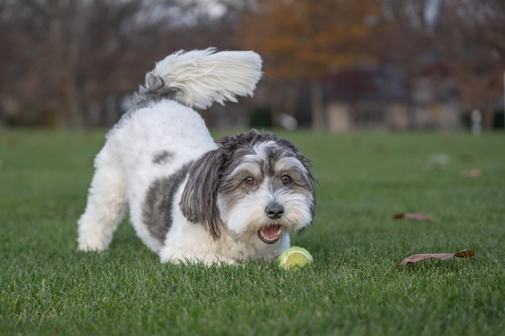 7 Best Outdoor Activities to Enjoy With Your Dog