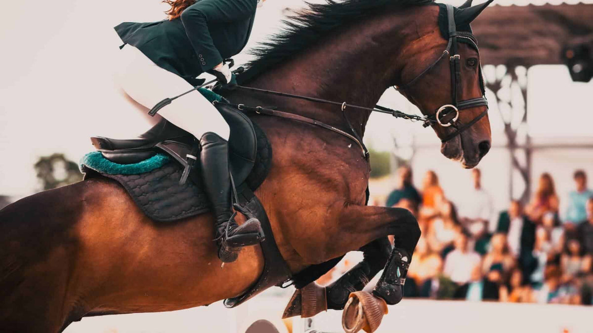 popular equine sports