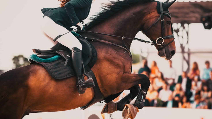 popular equine sports