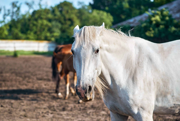 Grey horse in paddock