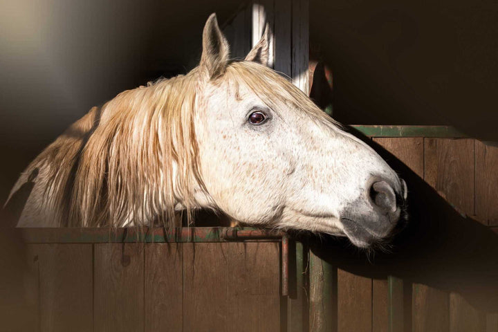 White horse head in stable stall