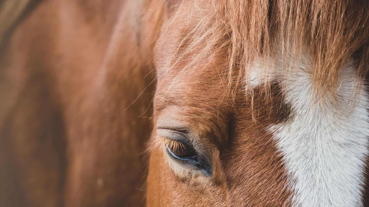 relaxed horse using earplugs