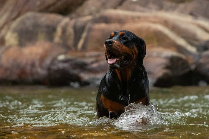 How to Meet the Needs of Large Dog Breeds
