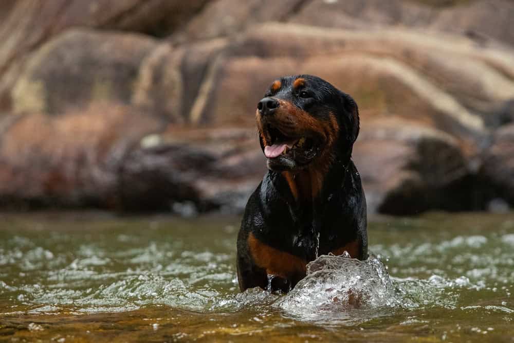 How to Meet the Needs of Large Dog Breeds