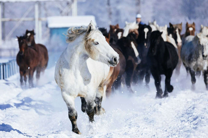 Horse running in snowy field (Hokkaido winter)