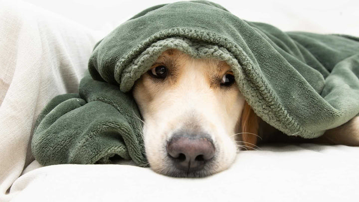 separation anxiety in dogs