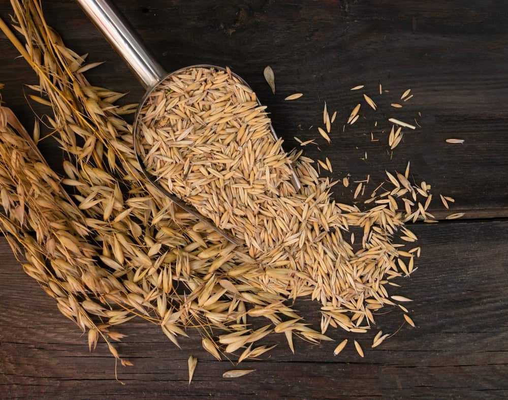 Spoonful of grains and oats