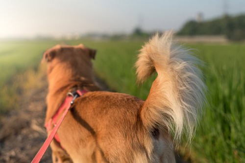 What Does it Mean When Dogs Wag Their Tails?