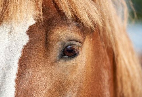 How Do Horses See Differently From People?
