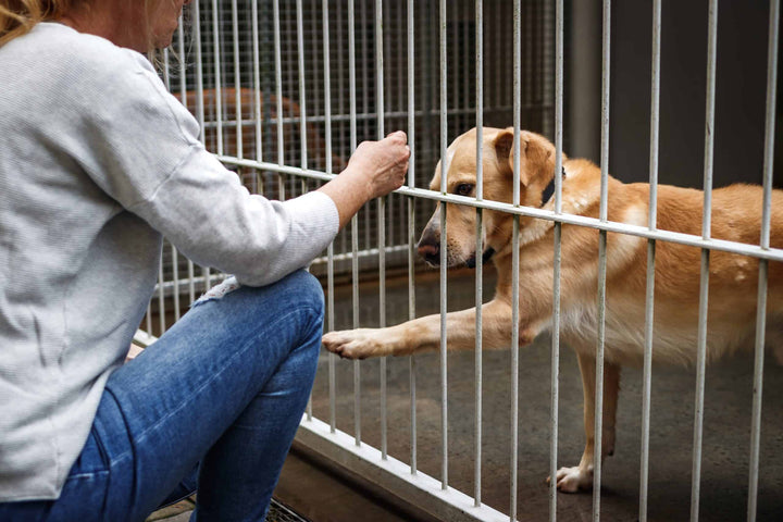 Dog in cage playing