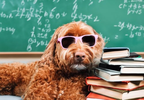 Mentally Stimulating Activities For Your Dog