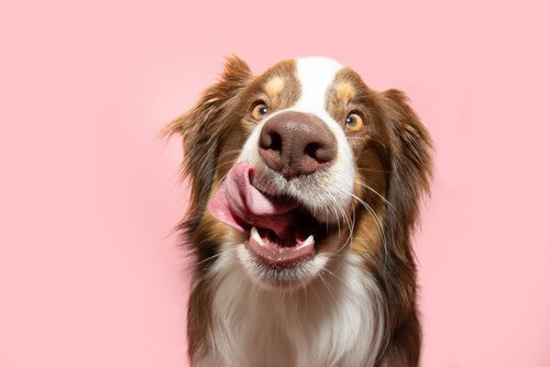 Why Do Dogs Like Licking?
