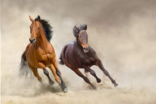 What’s the Difference Between Domesticated Horses & Wild Horses?
