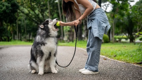 What is Dog Obedience Training?