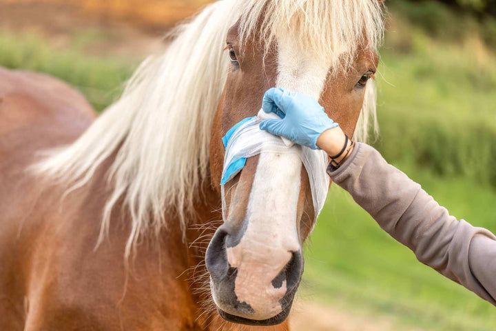 Person holding horse’s muzzle with blue glove