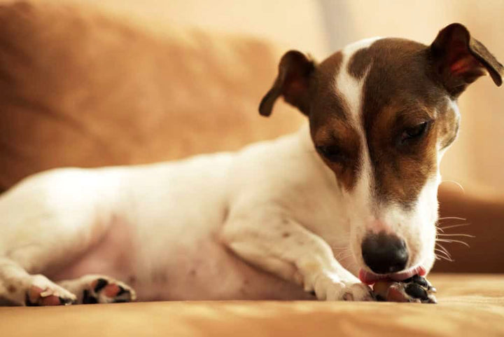 Why Do Dogs Lick Their Paws?