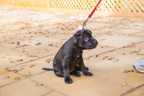 puppy