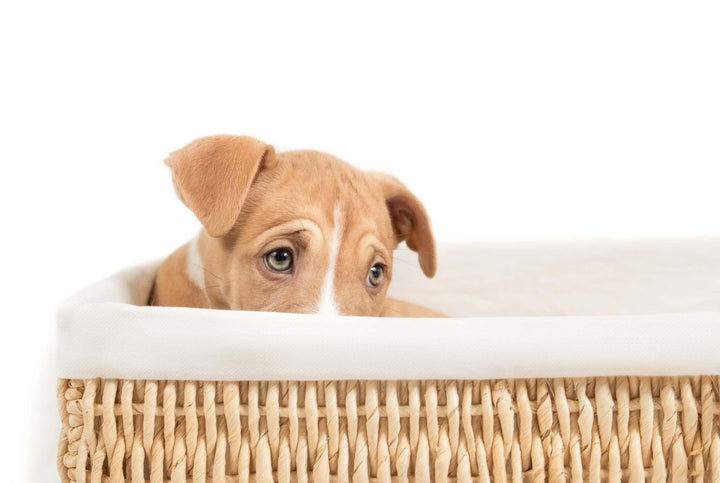 Dog sitting in basket