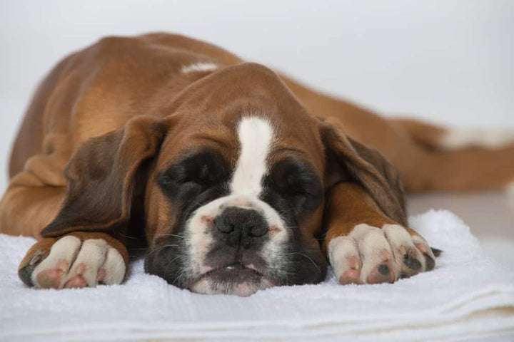 17 Early Signs of Illness in Your Dog