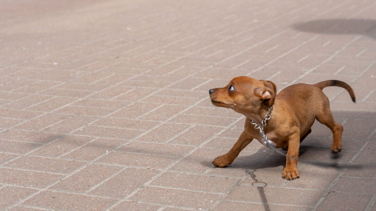 stressed dog