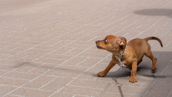 stressed dog