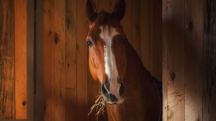 summer horse care
