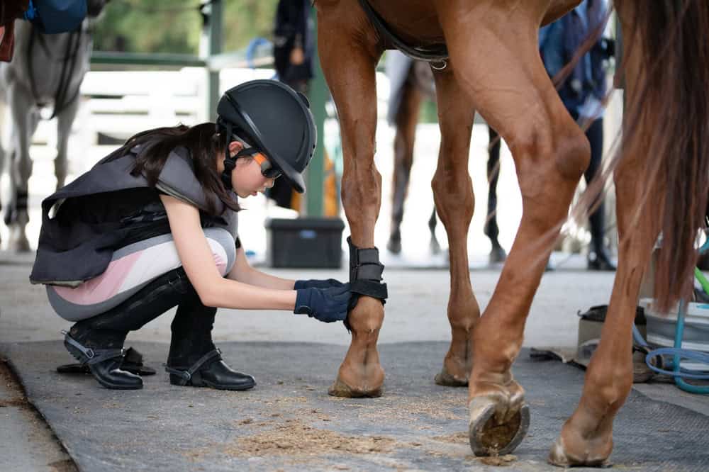 Person examining horse hoof (hoof anatomy)