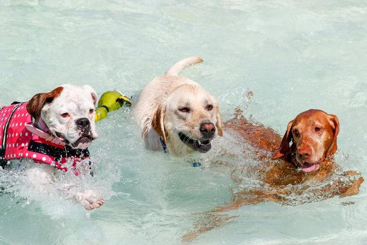 5 Signs of Insufficient Dog Exercise & How to Fix It