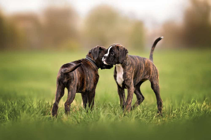 6 Best Ways to Socialize Your Puppy for a Happy Life