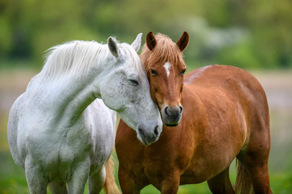 Two horses nuzzling in a meadow