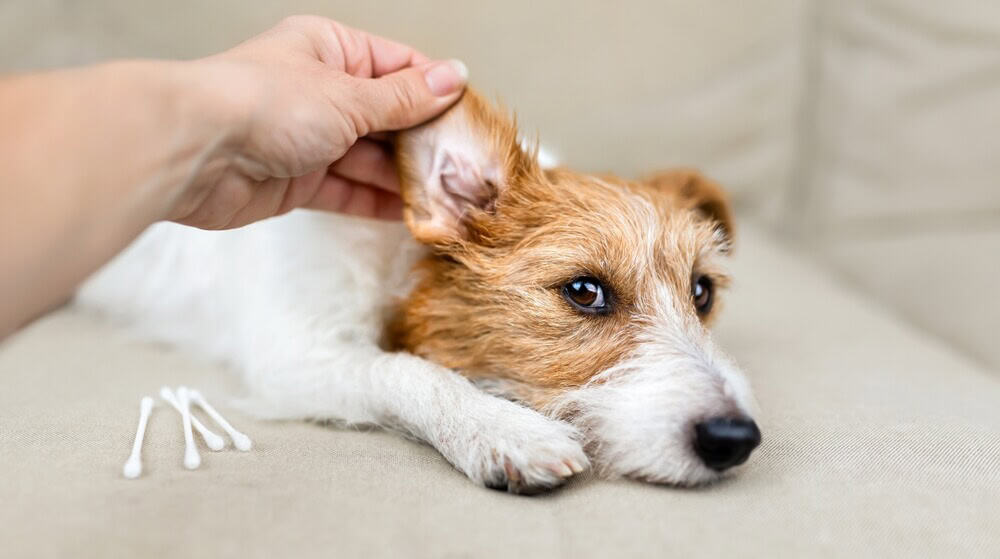 types of ear infection in dogs
