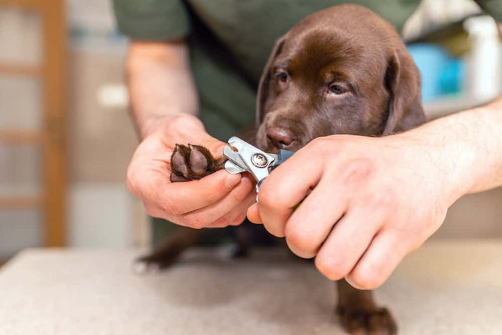 Cutting dog nails