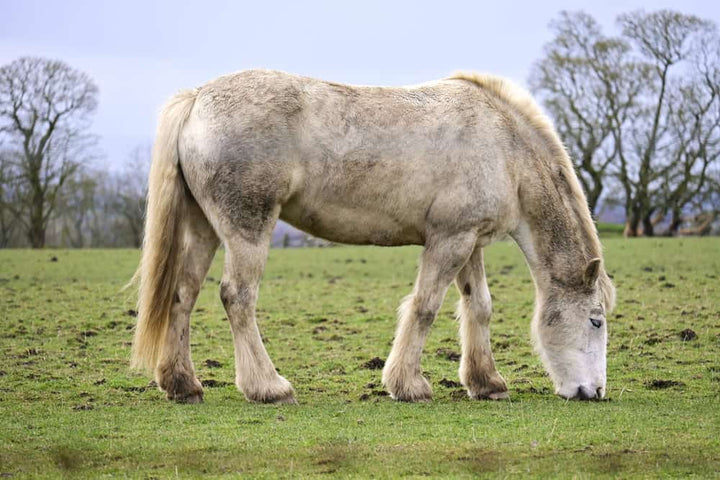 White horse peacefully grazing in a pasture