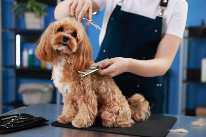 Dog getting haircut