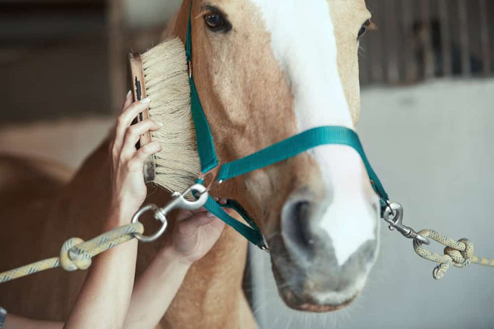 Woman grooming a horse in a stable