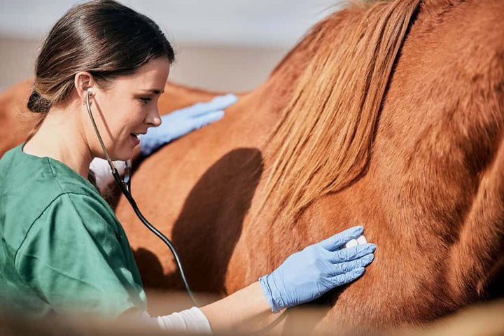Vet checking a horse with a stethoscope
