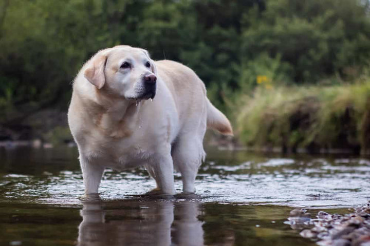 Dog standing in water