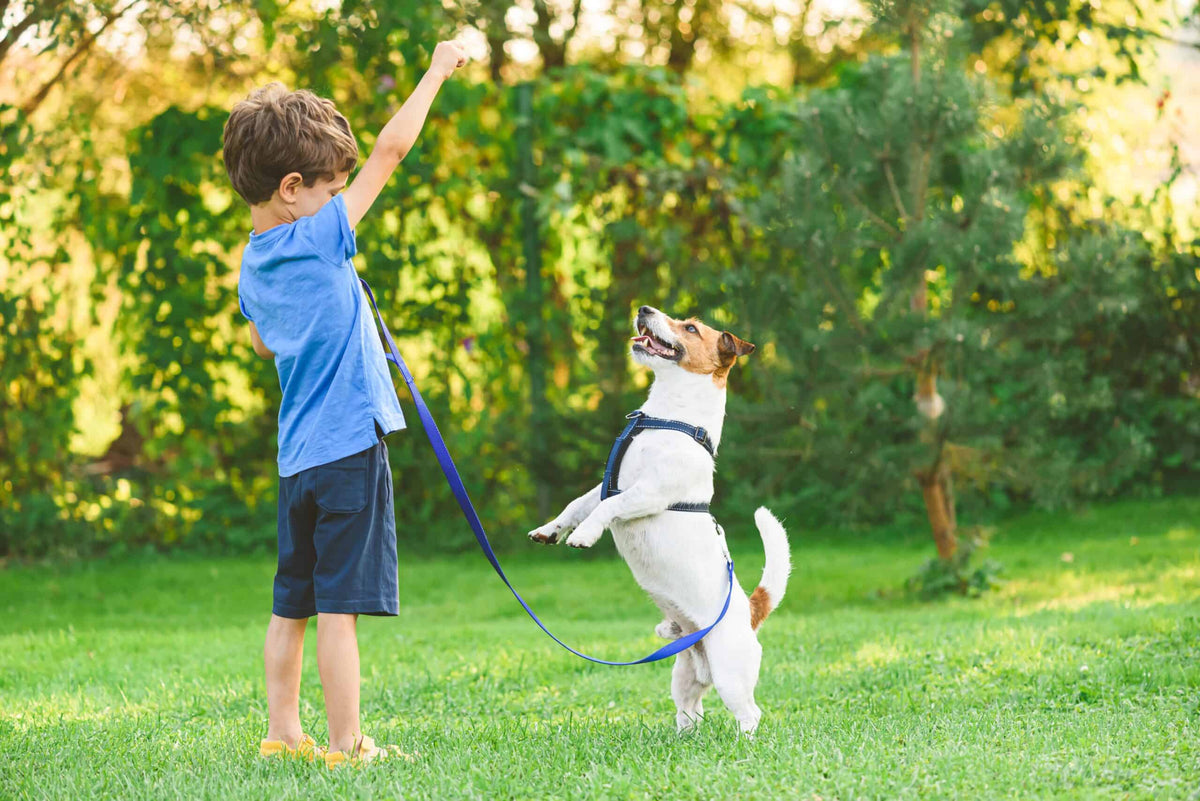 Kid playing with dog in garden
