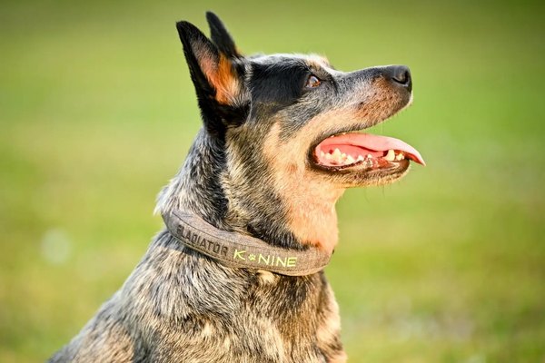 Cattle dog wearing the Gladiator K-Nine collar